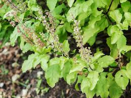 tulsi bienfaits