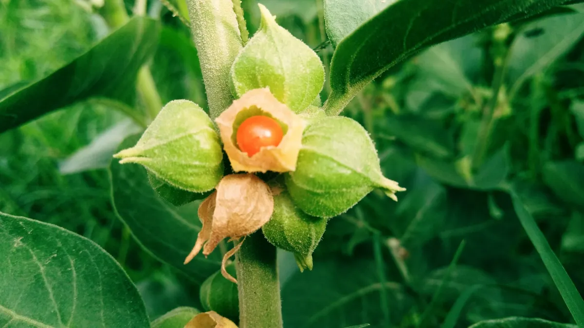 ashwagandha danger foie