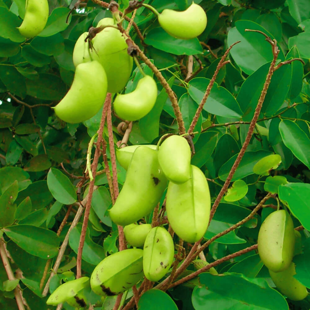 posologie griffonia simplicifolia