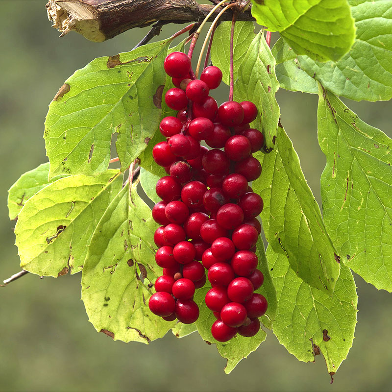 schisandra bienfaits
