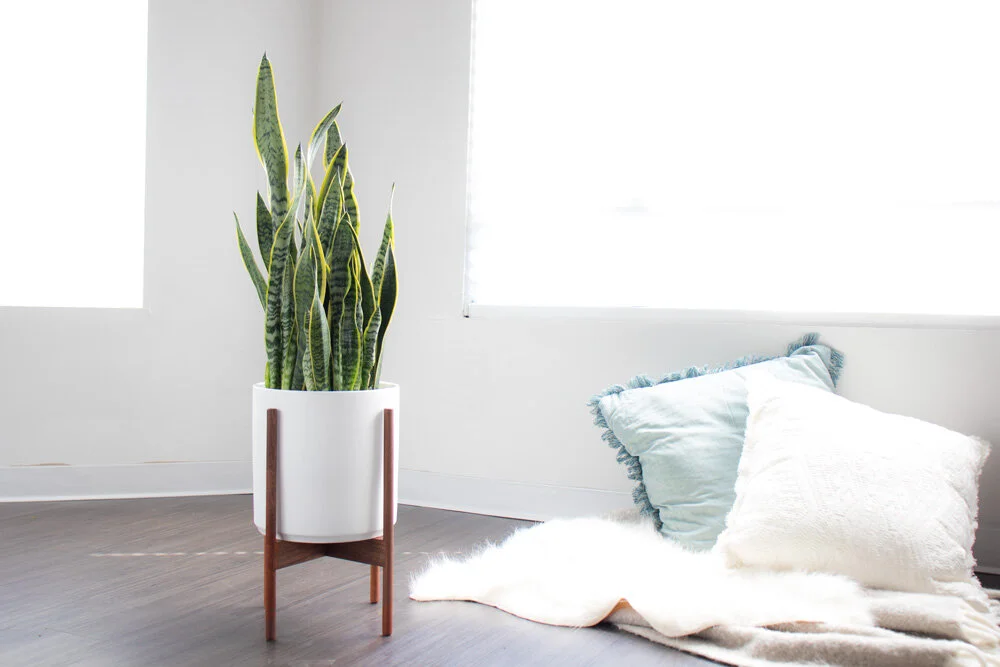 5 plantes pour mieux dormir