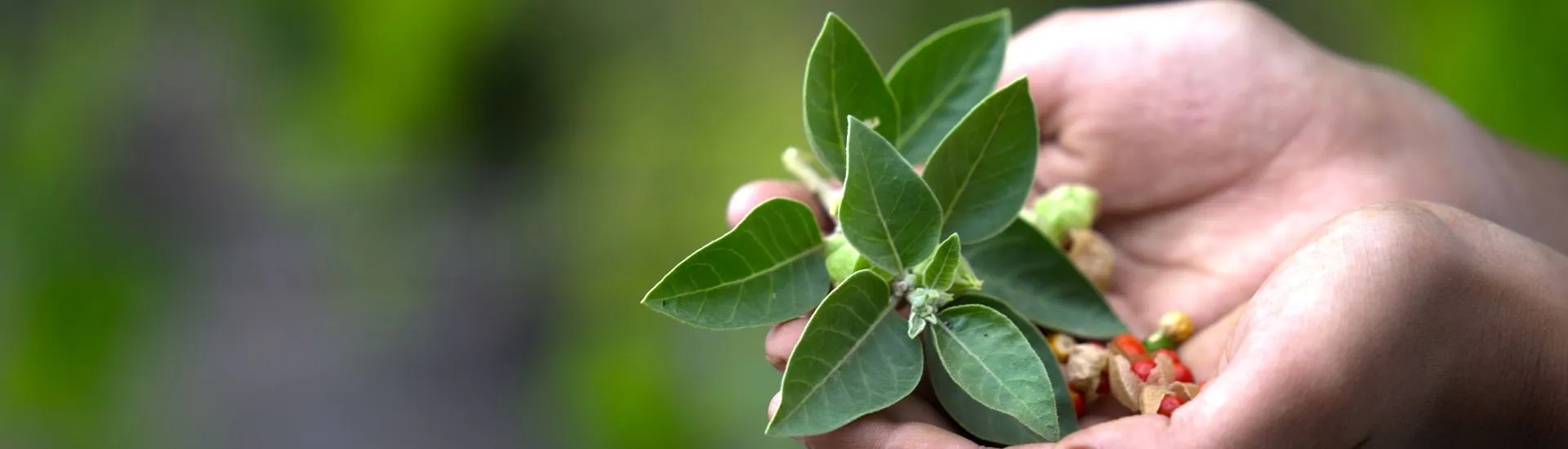 ashwagandha effet au bout de combien de temps
