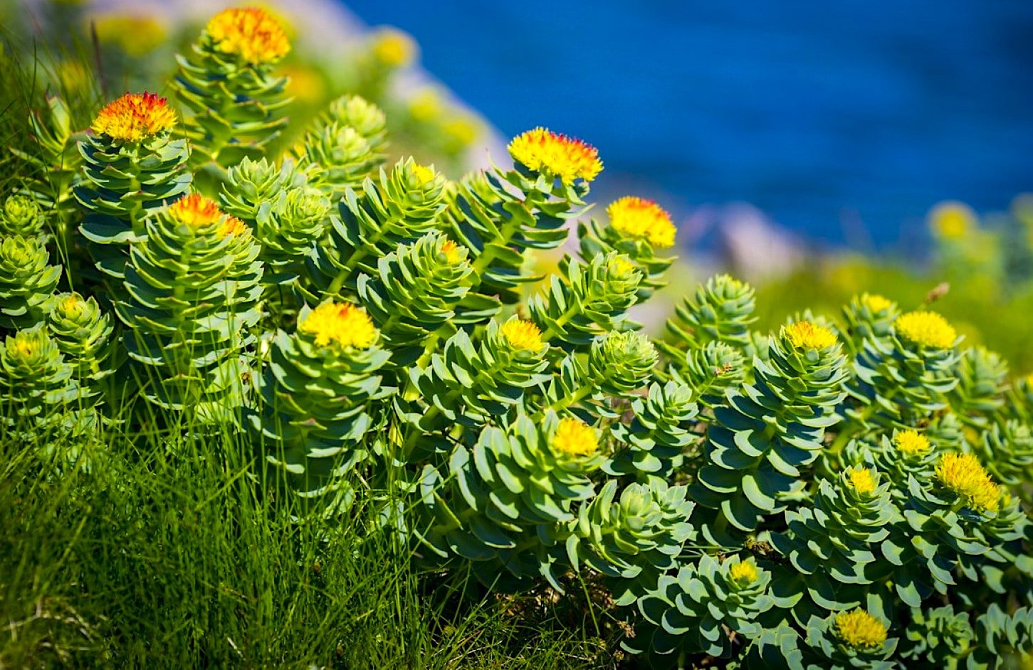 rhodiola bienfaits