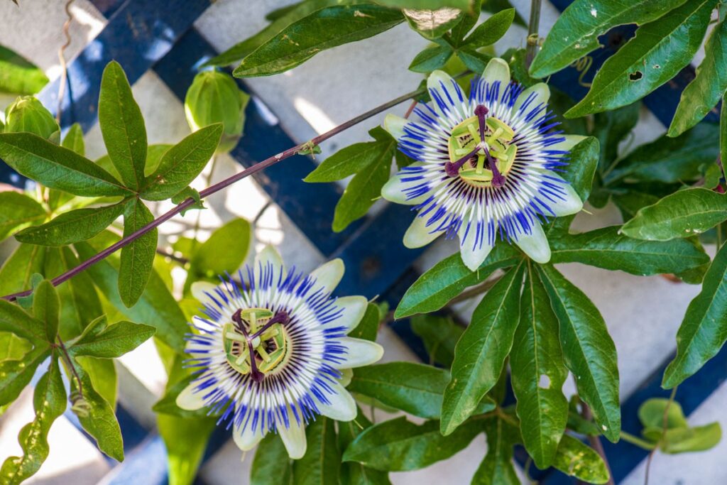 passiflore-bleue-passiflora-caerulea-bios-2487180 passiflore effet au bout de combien de temps