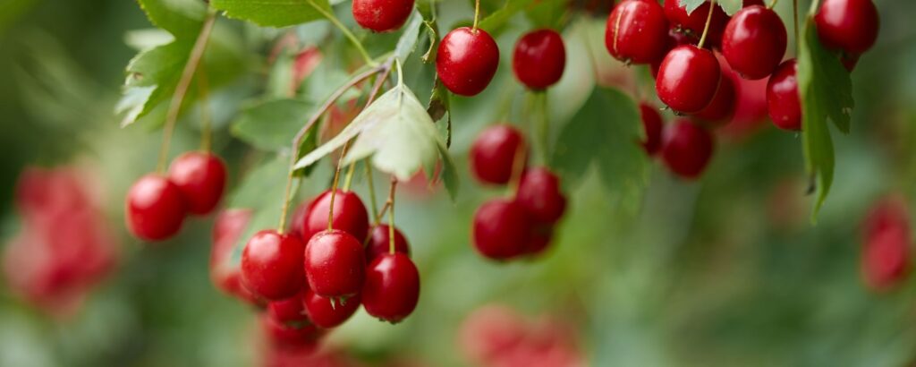 aubépine effets secondaires