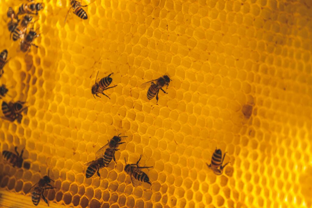 crème venin d'abeille avis dermatologue