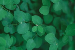 desmodium