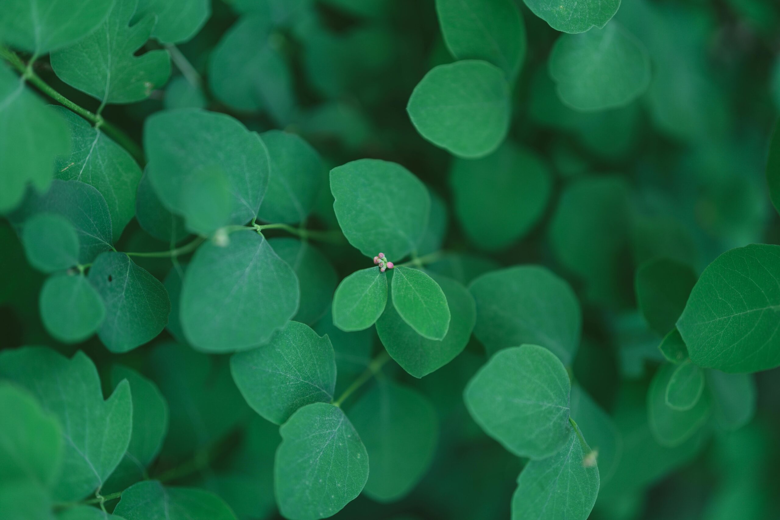 desmodium