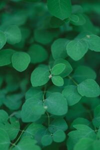 desmodium