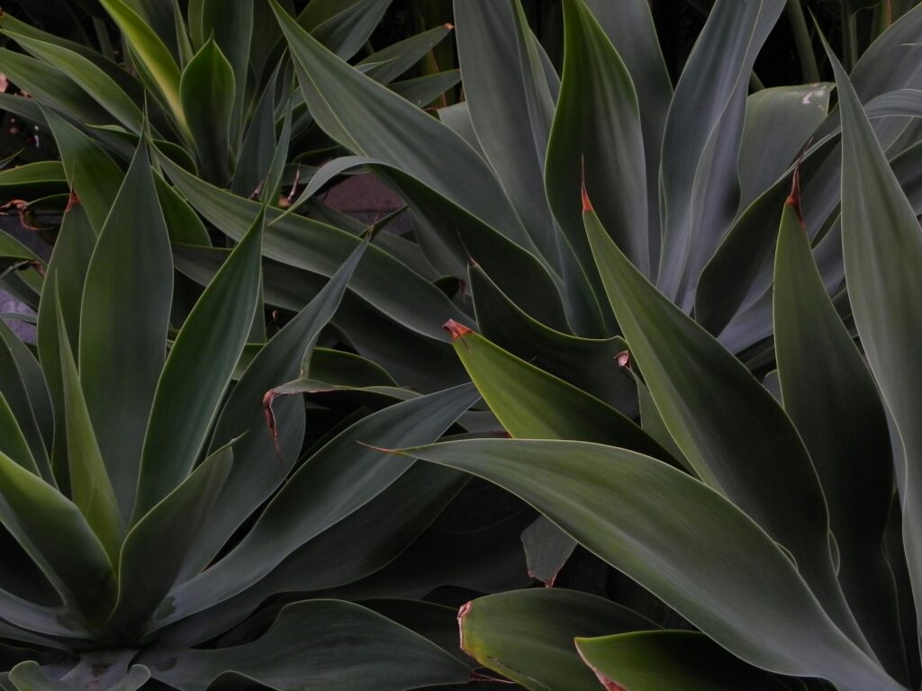 agave
