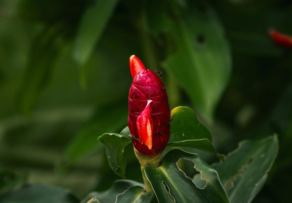 costus indien