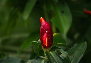 costus indien