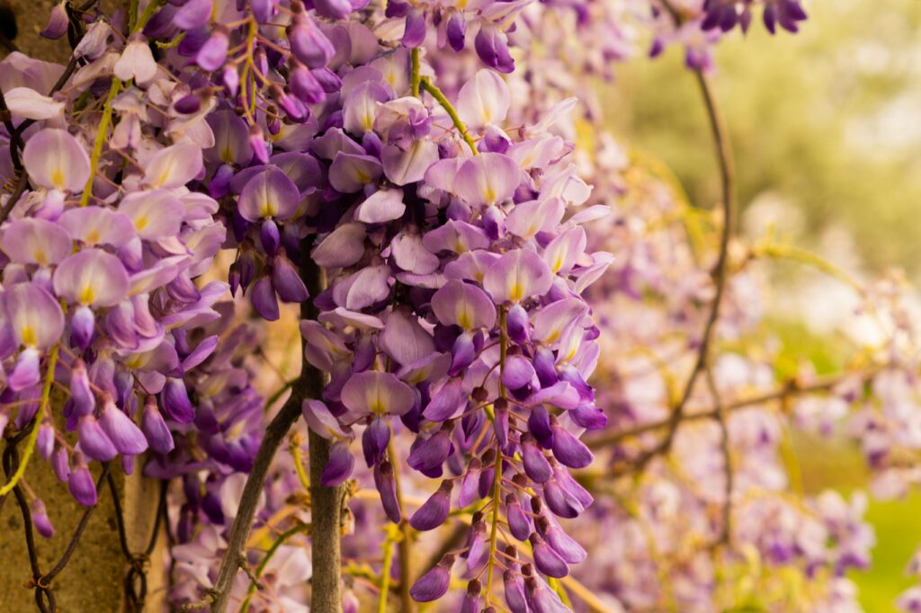 glycine bienfaits