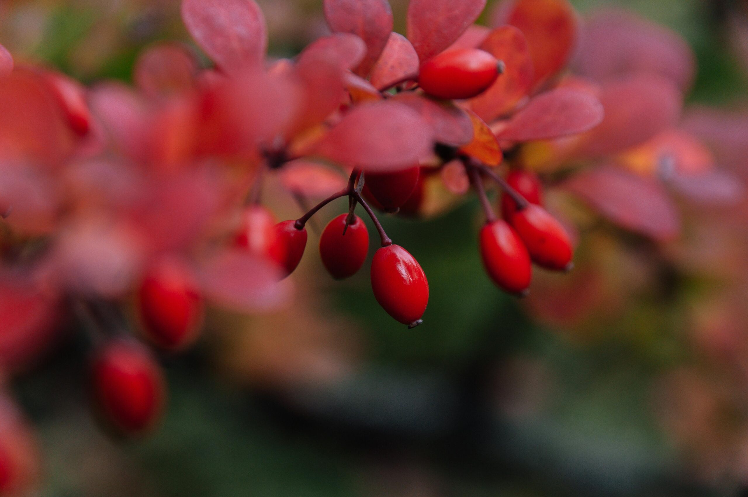 berberine